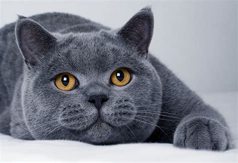 British Shorthair Cat - Breed Info