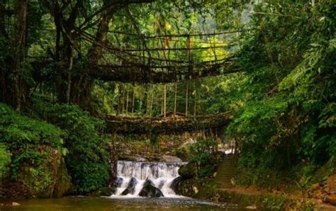 Double Decker Living Root Bridge: Nature's Marvel of Meghalaya ...