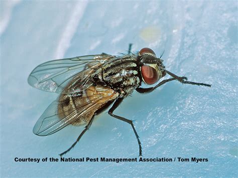 Get Rid of House Flies: House Fly Control Information