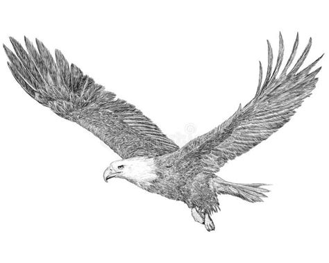 Bald Eagle Flying Hand Draw Sketch Black Line on White Background Stock ...