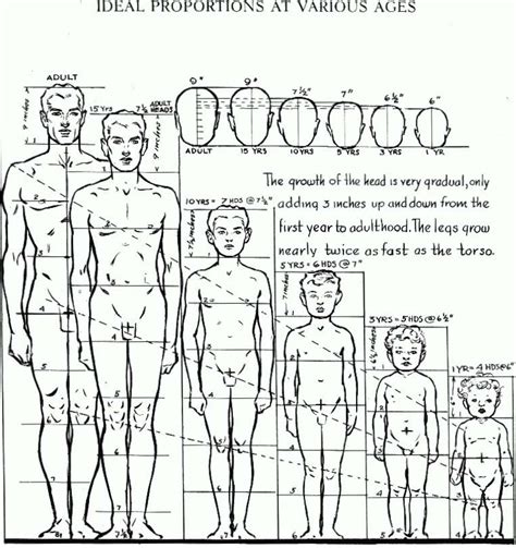 Human Anatomy Proportions For Artists ~ Proportions Loomis Proportion Getdrawings | Bodemawasuma