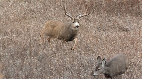 Watch: The Deer Rut is on as Deer Season Closes – TheMinotVoice.com