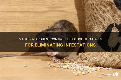 Mastering Rodent Control: Effective Strategies For Eliminating ...