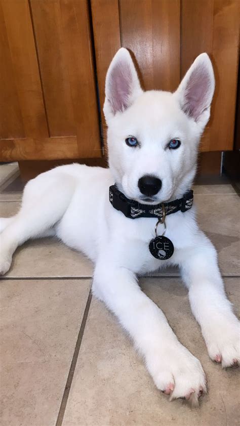 White Siberian Husky “ICE” Blue Eyes | White siberian husky, Husky with ...