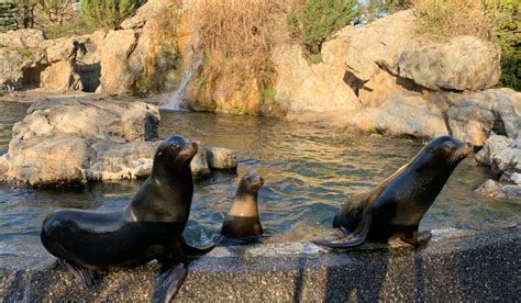 Sea Lion Pool - Queens Zoo