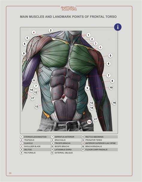 Drivers & Music: Anatomy for sculptors pdf download