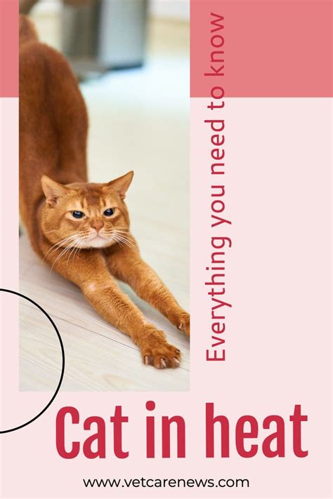 How to help a cat in heat a beginner s guide on female cat heat cycle ...