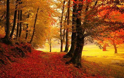 Autumn forest road by valiunic on DeviantArt