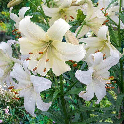 White Lilies Flowers | ubicaciondepersonas.cdmx.gob.mx