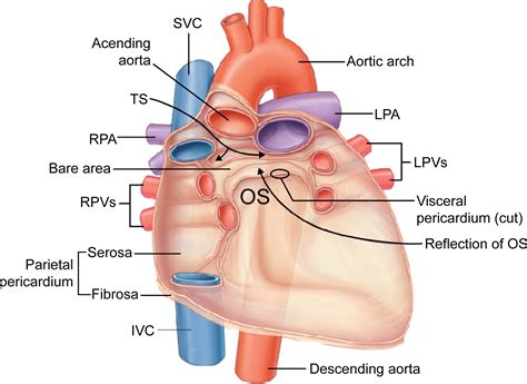 Sinus Anatomy Definition