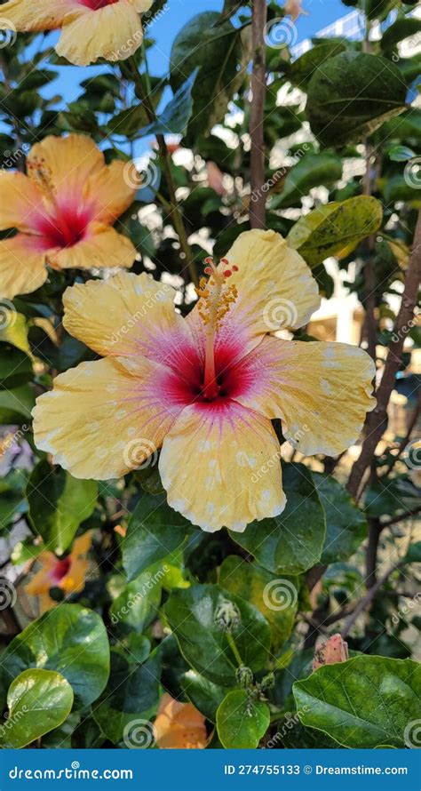 Rare mix hibiscus stock image. Image of rare, hibiscus - 274755133