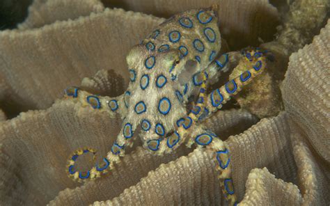 Blue-ringed octopus wallpaper - Animal wallpapers - #43852