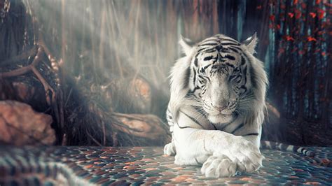 1366x768px | free download | HD wallpaper: white, tiger, 4k, 8k, HD ...