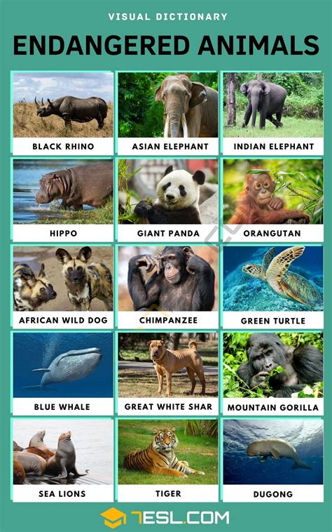 Endangered Animals: List of 15+ Endangered Species with Facts