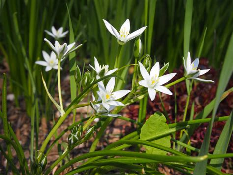 Star Of Bethlehem Flower by AllStock on DeviantArt