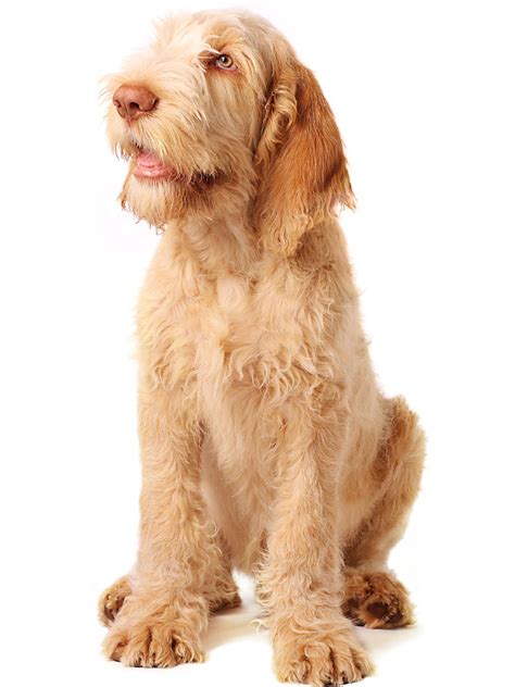 Spinone Italiano - Dog Breed Guide