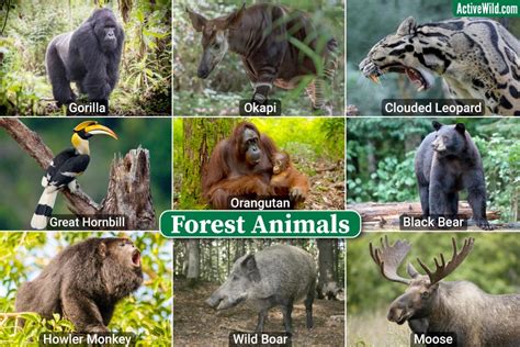 All Animals In One Picture In Forest