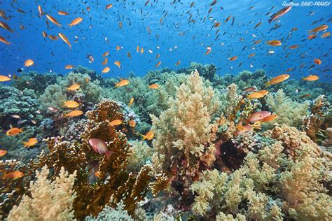 Protect Red Sea’s Coral Reefs, Scientists Urge - SBU News