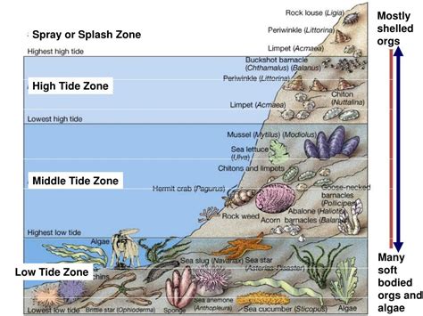 PPT - Rocky Intertidal PowerPoint Presentation, free download - ID:2756912