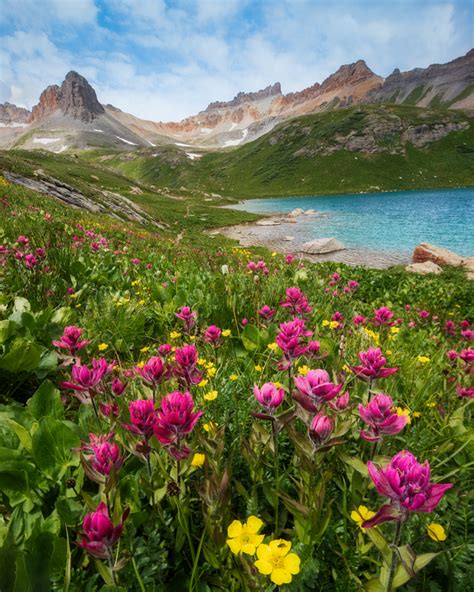 Alpine Wildflowers | Lars Leber Photography