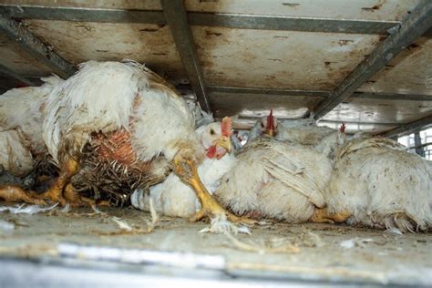 The Life of a Chicken in a Factory Farm - 190animalclinic.com