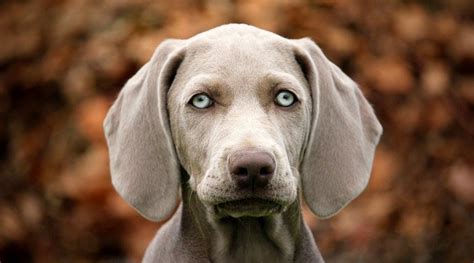 Blue Eyed Dog Breeds: 25 Different Pups With Blue Eyes