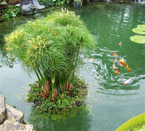 Organising Pond Plants: Pondkeeper Blog