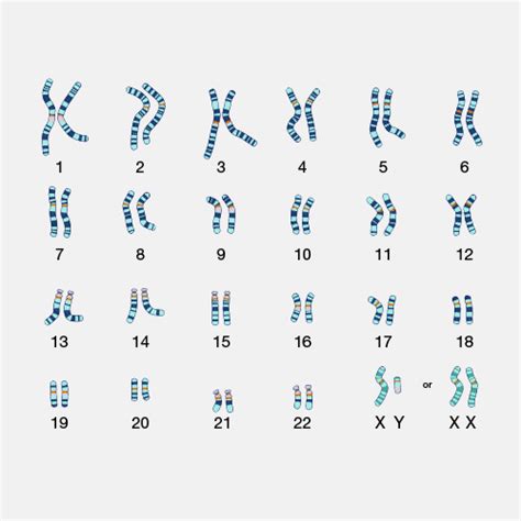 Karyotype