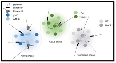 A variety of transcription factors and co-factors take part in various ...