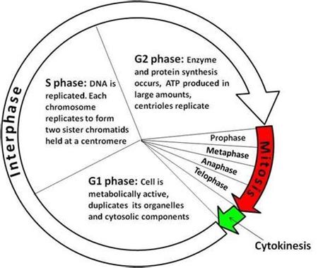 Labeled Diagram Of Interphase