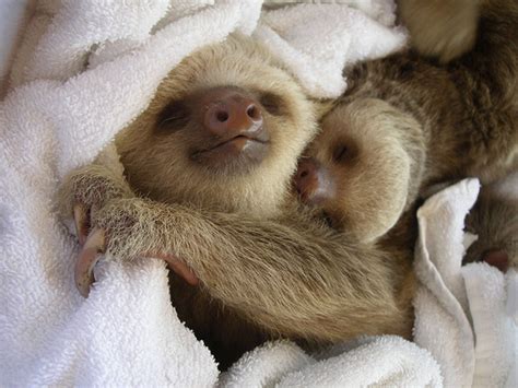 Baby Sloths Just Like To Hang Around - Baby Animal Zoo