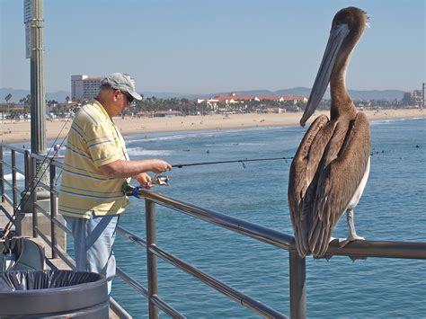 Huntington Beach Pier - Page 2 of 7 - Pier Fishing in California