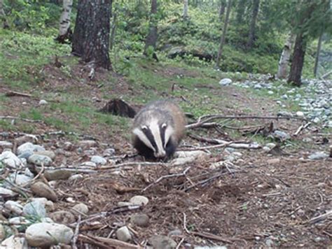 Eurasian Badger: The Animal Files