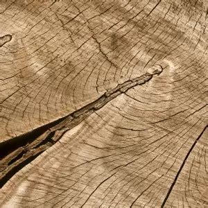 Dating Methods Dendrochronology – Telegraph