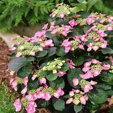 22 Stunning Oakleaf Hydrangea Varieties | Balcony Garden Web