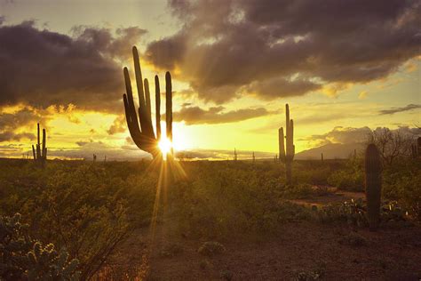 Sonoran Desert Sunset Photograph by Chance Kafka - Pixels