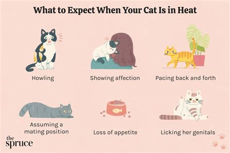 What to Expect When Your Cat Is in Heat