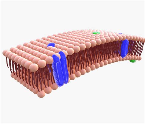 Phospholipid cell membrane animation 3D model - TurboSquid 1399912