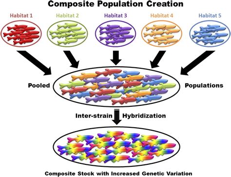 Genetic Diversity - The Evolution of genetics