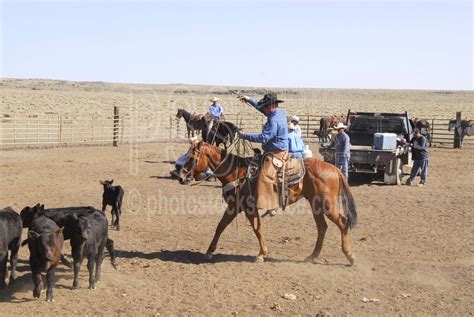 Photo of Cowboys Roping Cattle by Photo Stock Source - cowboys ...