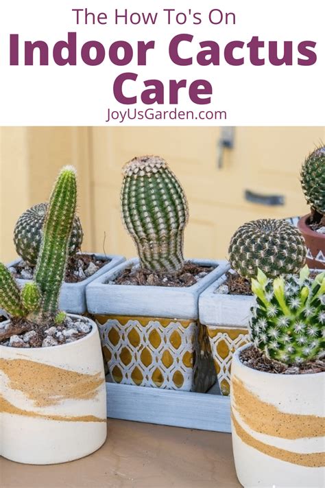 Indoor Cactus Care For Beginners (2025 Guide)