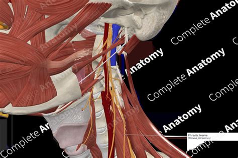 Phrenic Nerve | Complete Anatomy