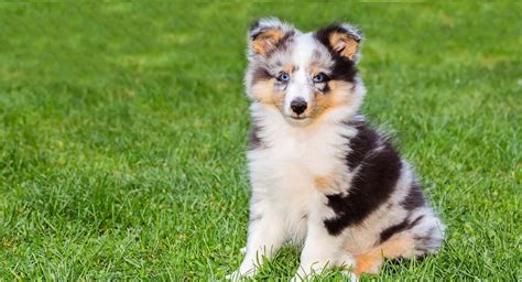 53 Best Photos Blue Merle Sheltie Puppies Wisconsin - blue merle ...