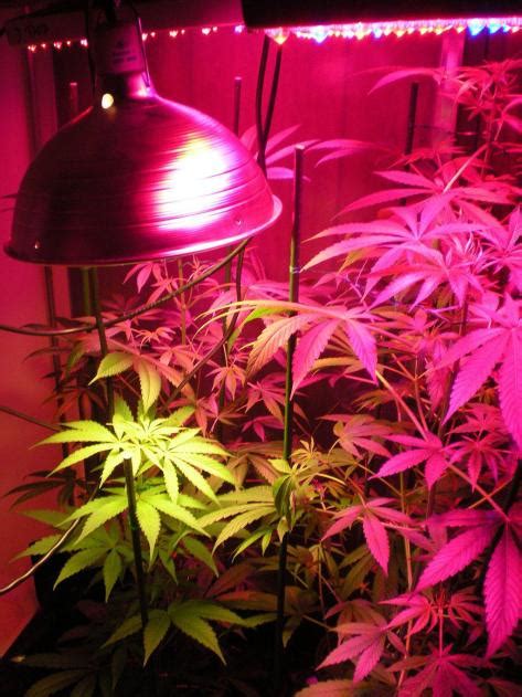 Affordable Marijuana Grow Lights - Marijuana Blog