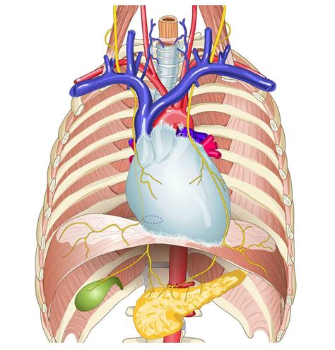 Phrenic nerve - e-Anatomy - IMAIOS