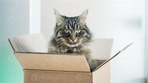 Beautiful cat in a cardboard box 1256587 Stock Photo at Vecteezy