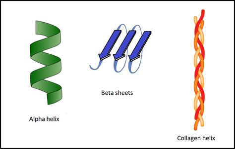 Which Of These Illustrates The Secondary Structure Of A Protein