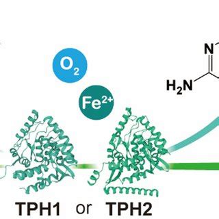 The tetrahydrobiopterin-dependent tryptophan hydroxylase pathway ...