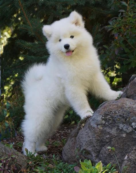 Samoyed Puppies For Sale | Albuquerque, NM #285641