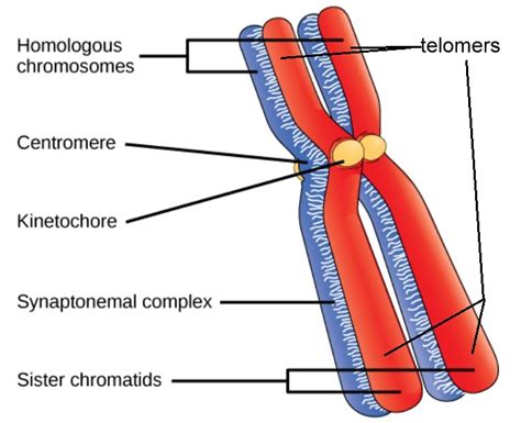 [Solved] Diagram a human chromosome pair and label the following ...